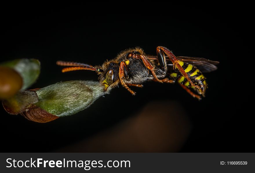 Macro Photography of Wasp