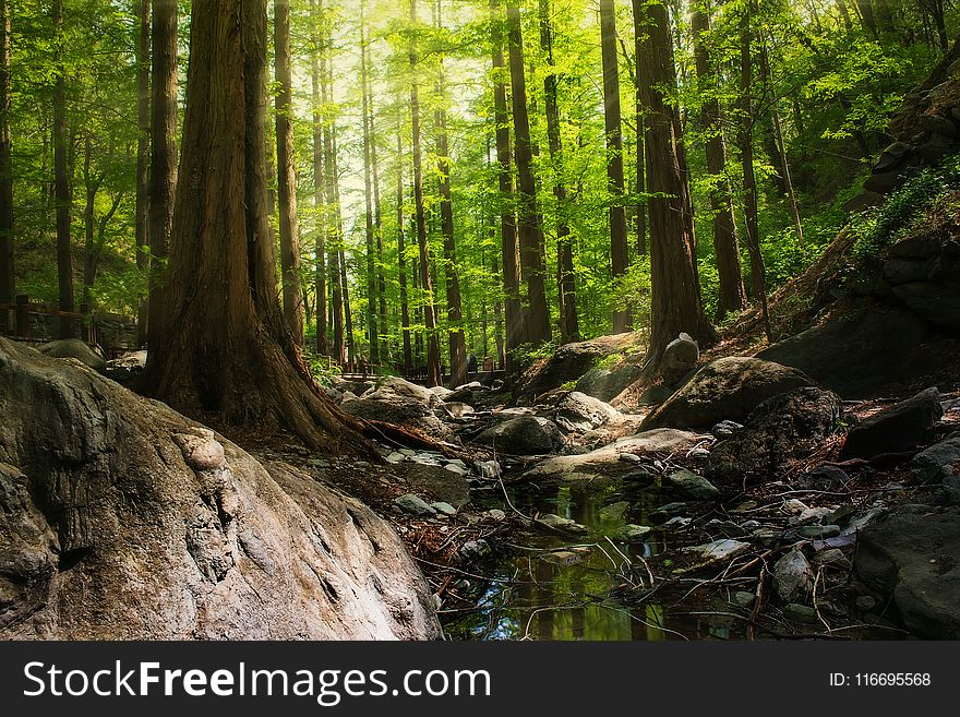 Photography of Forest During Daytime