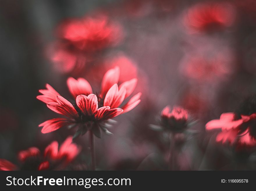 Close-Up Photography Of Flower