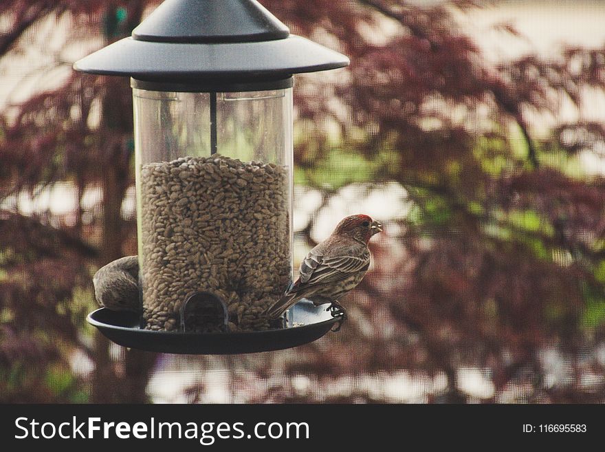 Selective Focus Photography of House Finch Perched on Bird Feeder