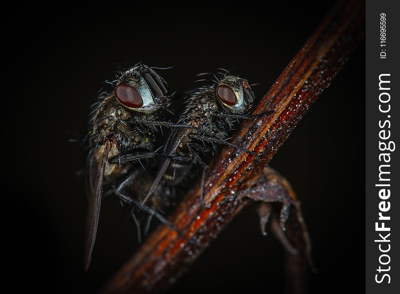 Macro Photography of Flies