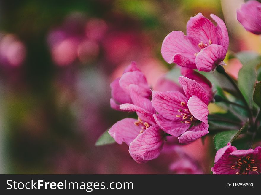 Close-Up Photography of Purple Flowers