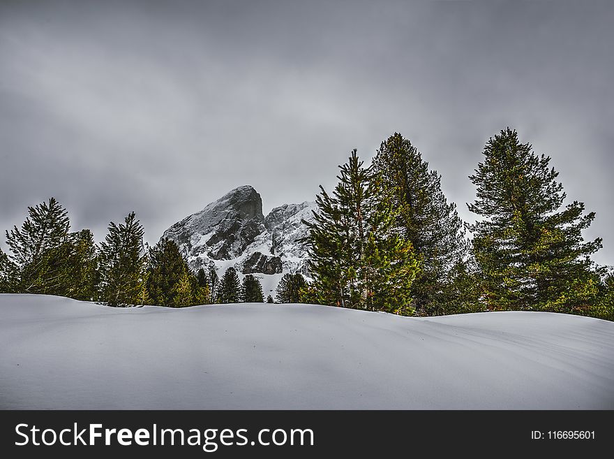 Photography of Pine Trees on Snow-capped Mountains