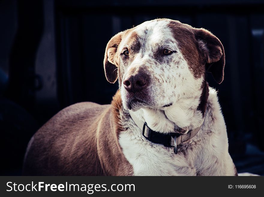 Adult White and Brown American Pit Bull Terrier