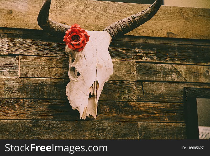 Animal Skull On Wall With Red Rose Decor