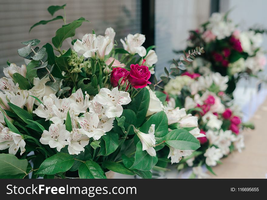 Close-Up Photography of White Flowers