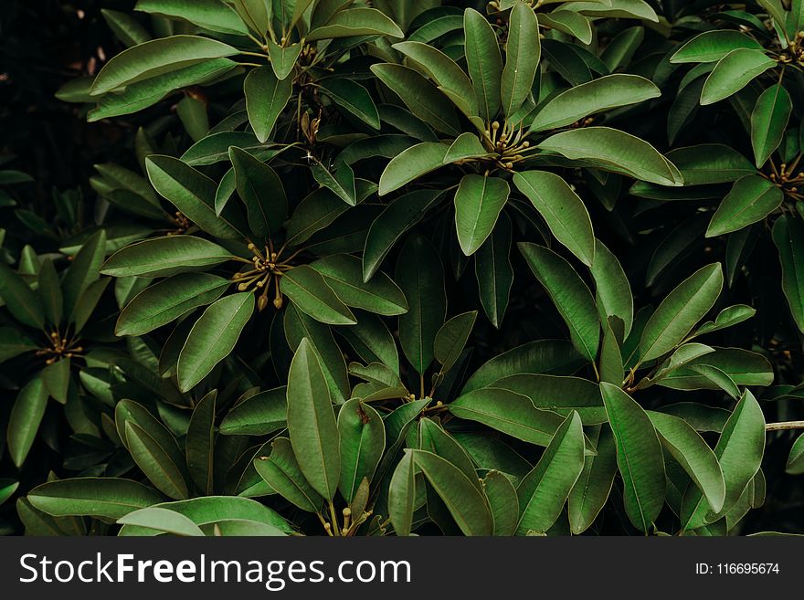 Close-up Photo Of Green Leaves