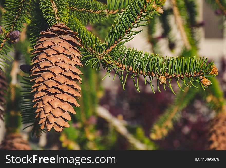 Shallow Focus Photography of Brown Pine Cone