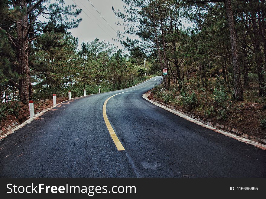 Photography of Roadway Surrounded by Trees
