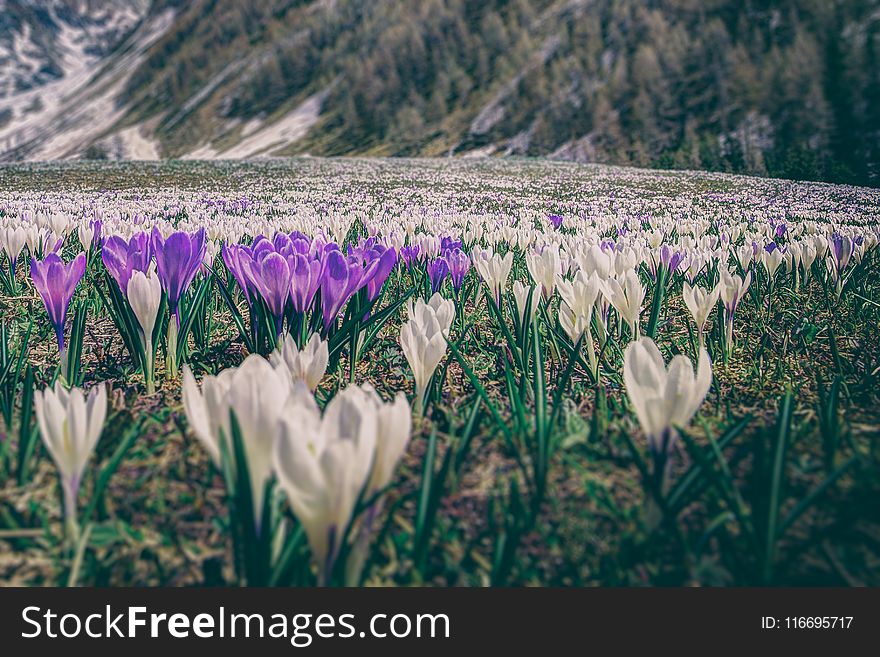 Photography of Flower Field