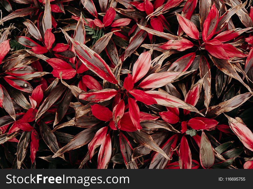 Closeup Photo Red-and-white Petaled Flower Painting