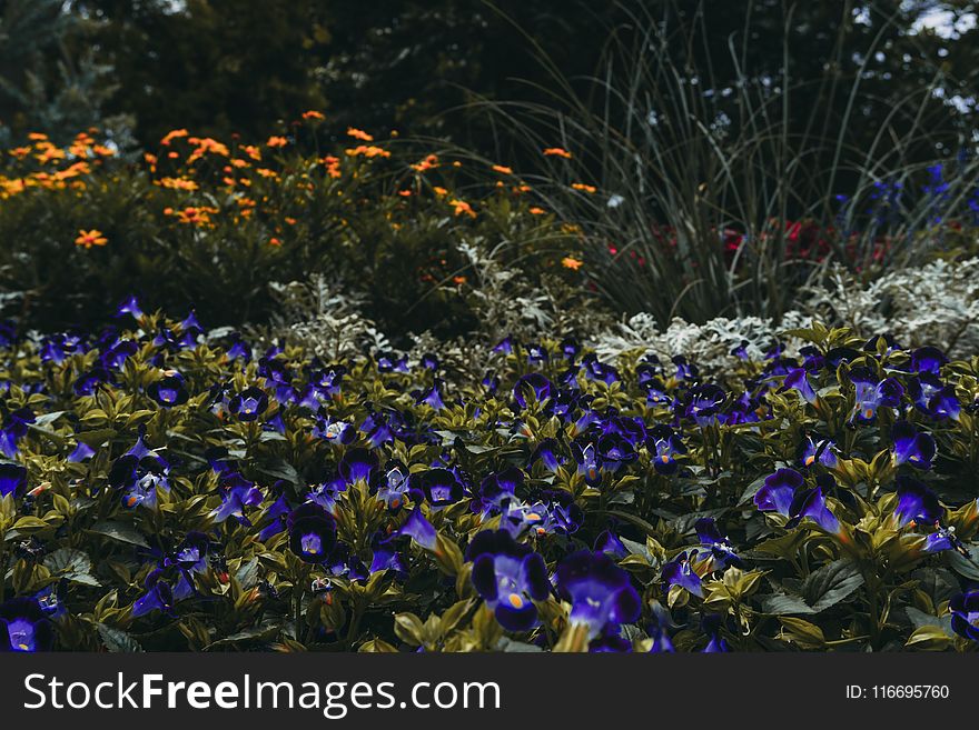 Photography of Purple Flowers