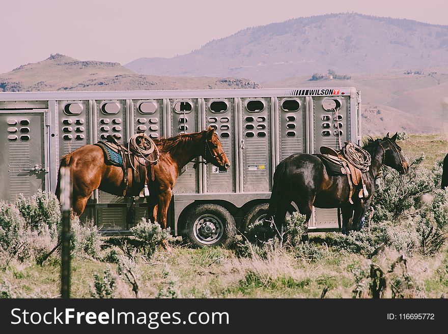 Two Black And Brown Horses