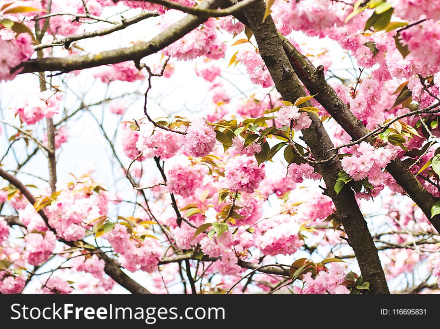 Photography of Pink Flowers on Tree
