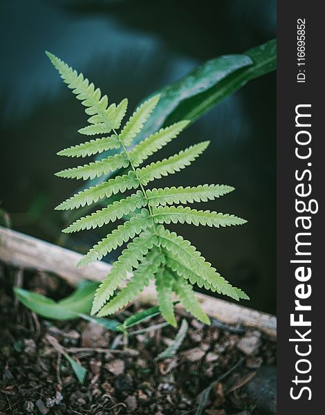 Close-Up Photography Of Fern Plant