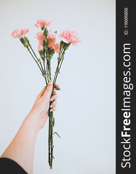 Person Holding Pink Flowers