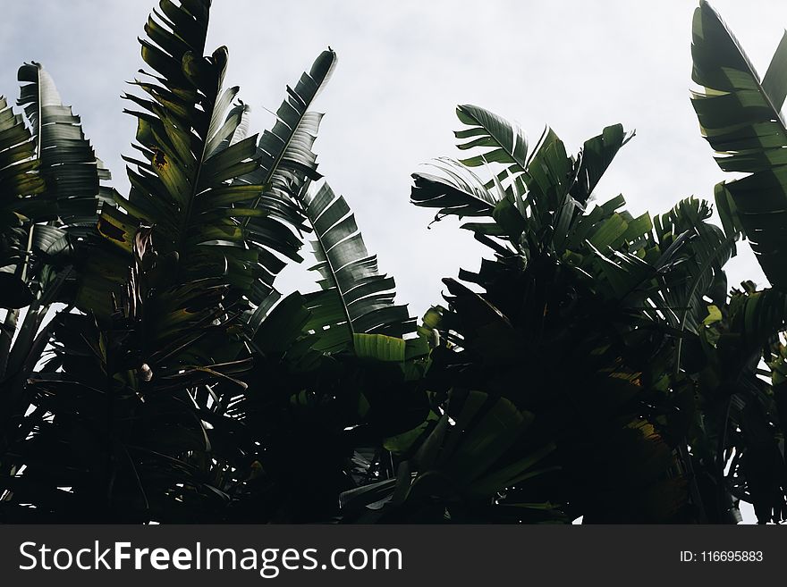 Banana Trees