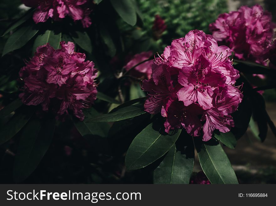 Photography Of Pink Petaled Flowers