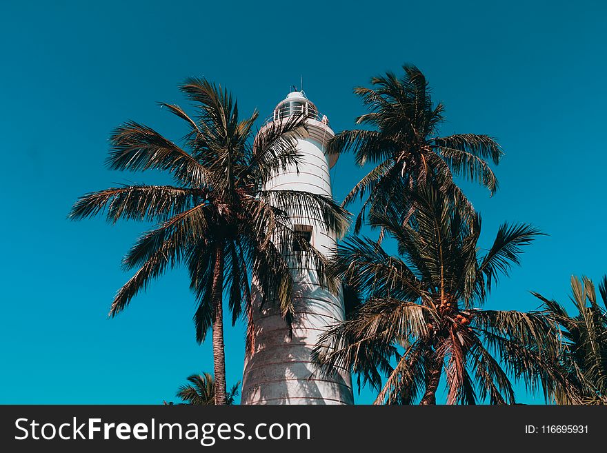 Lighthouse And Coconut Trees