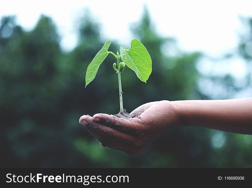 Person Holding A Green Plant