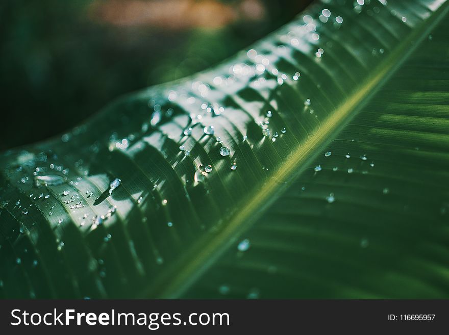 Shallow Focus Photography Of Green Banana Leaf