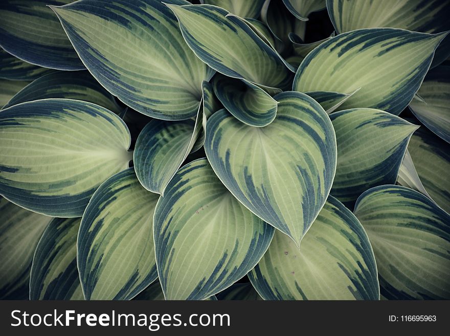 Closeup Photo of Green Variegated Leaf Plants