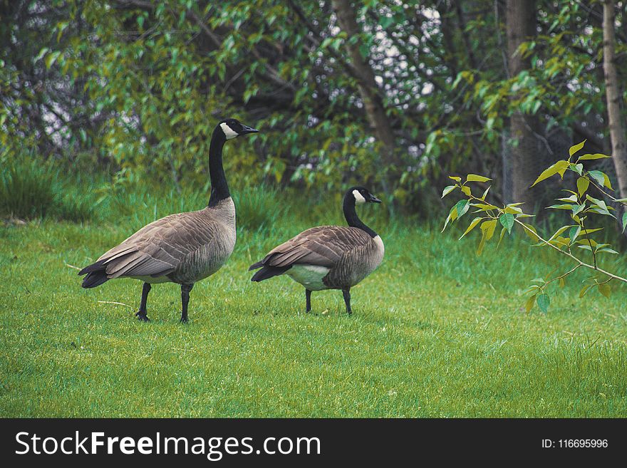 Two Canadian Geese On Green Grass