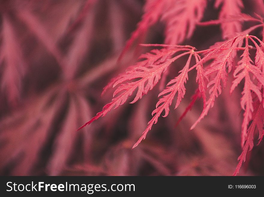 Selective Focus Photography Of Red Leaves
