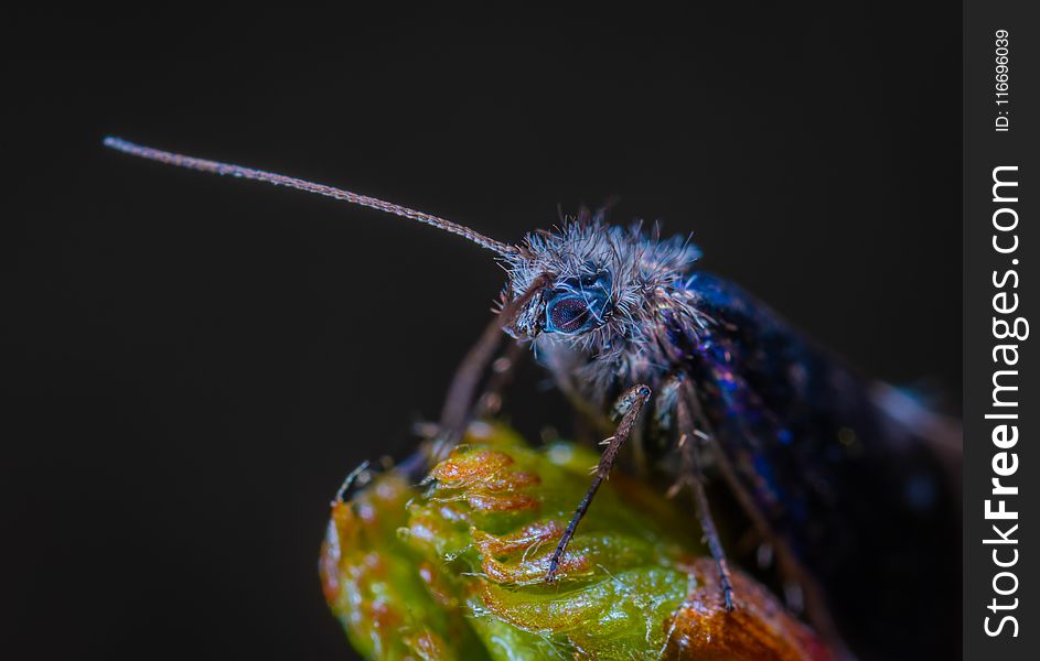 Macro Photography Of Blue Insect