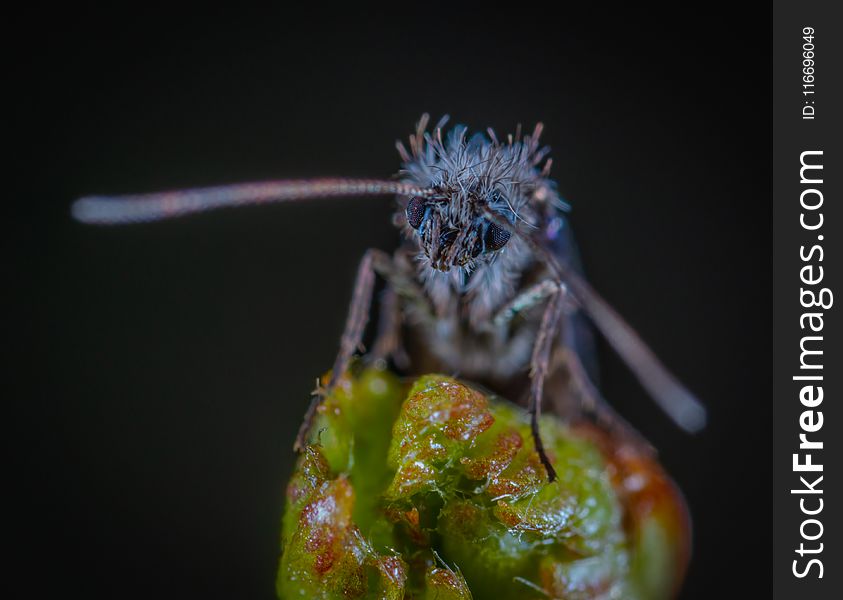 Macro Photography of Blue Moth