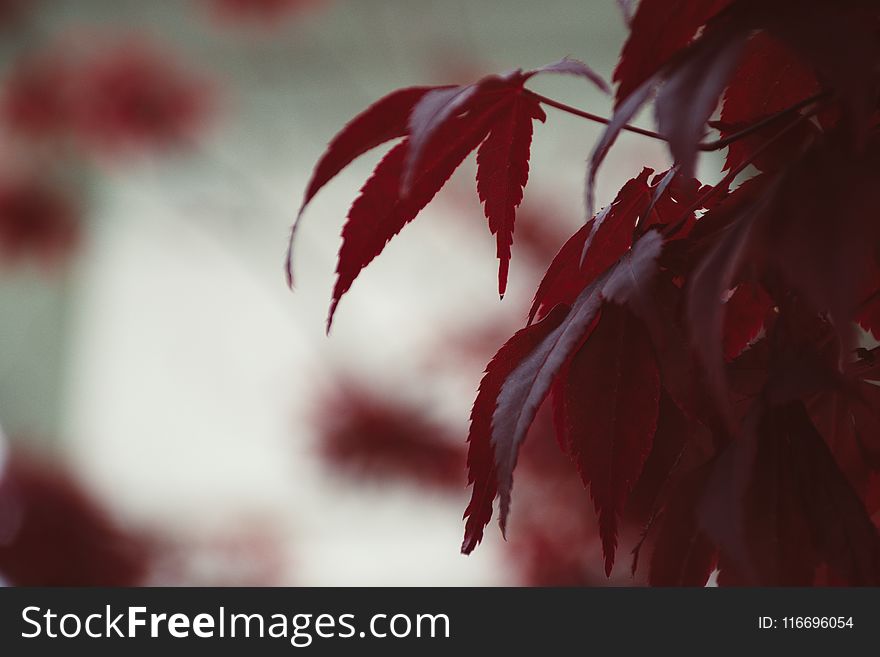 Shallow Focus Photography Of Red Leaves