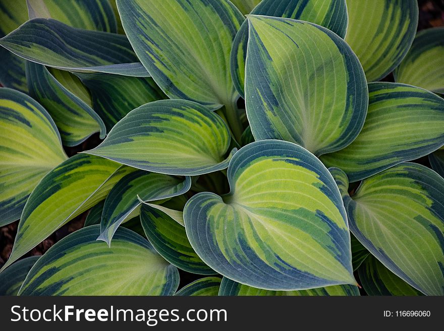 Green and Blue Leaf Plant