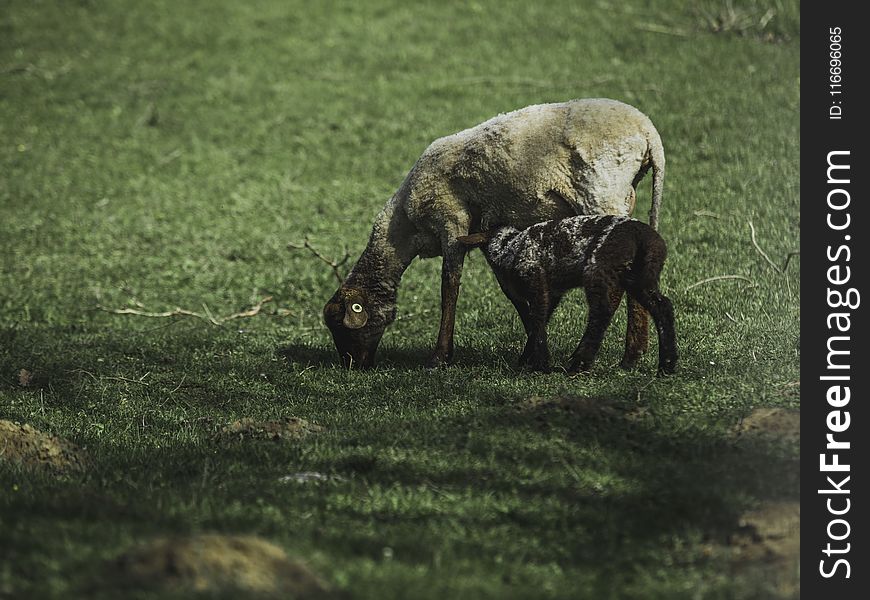 Goat Standing On Green Grass Field