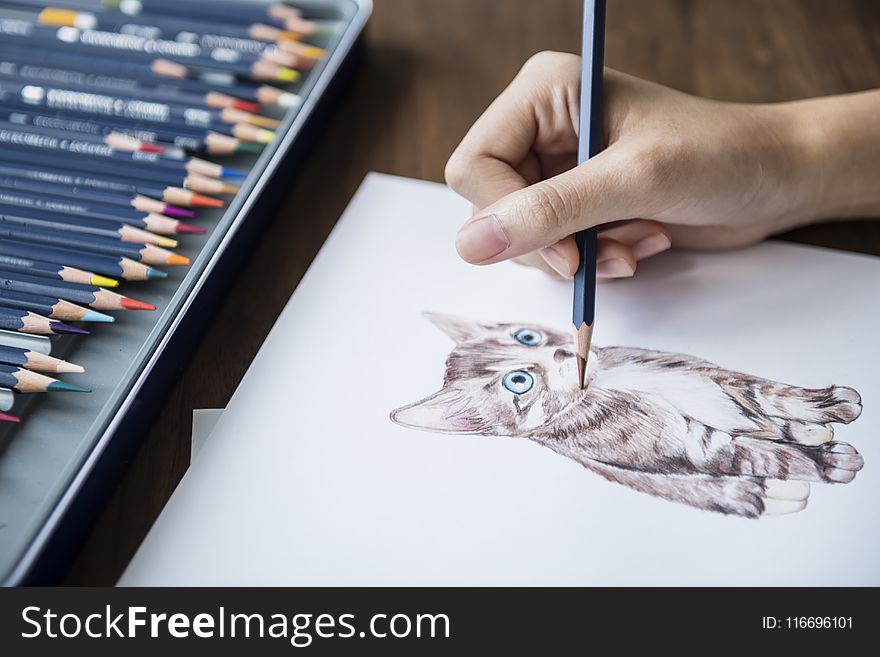 Person Sketching A Kitten