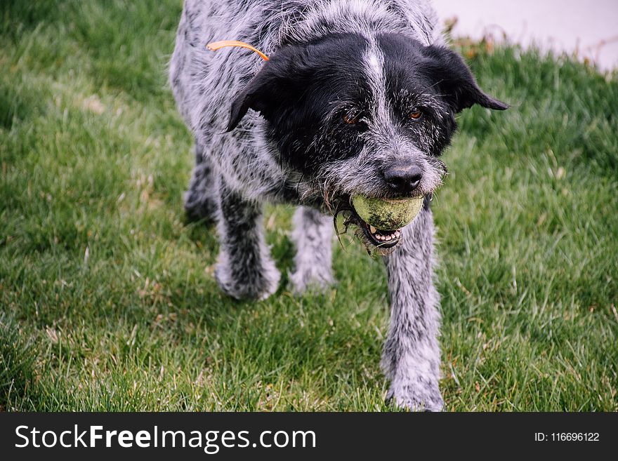 Wire-haired White And Black Dog With Tennis Ball