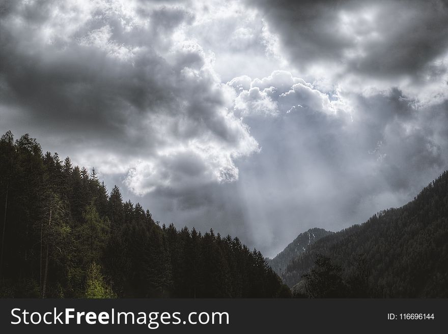 Photography Of Pine Trees Under Cloudy Sky