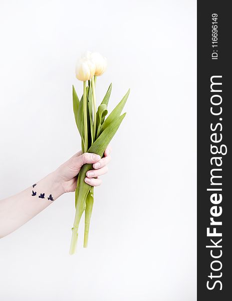 Person Holding Tulip Flowers