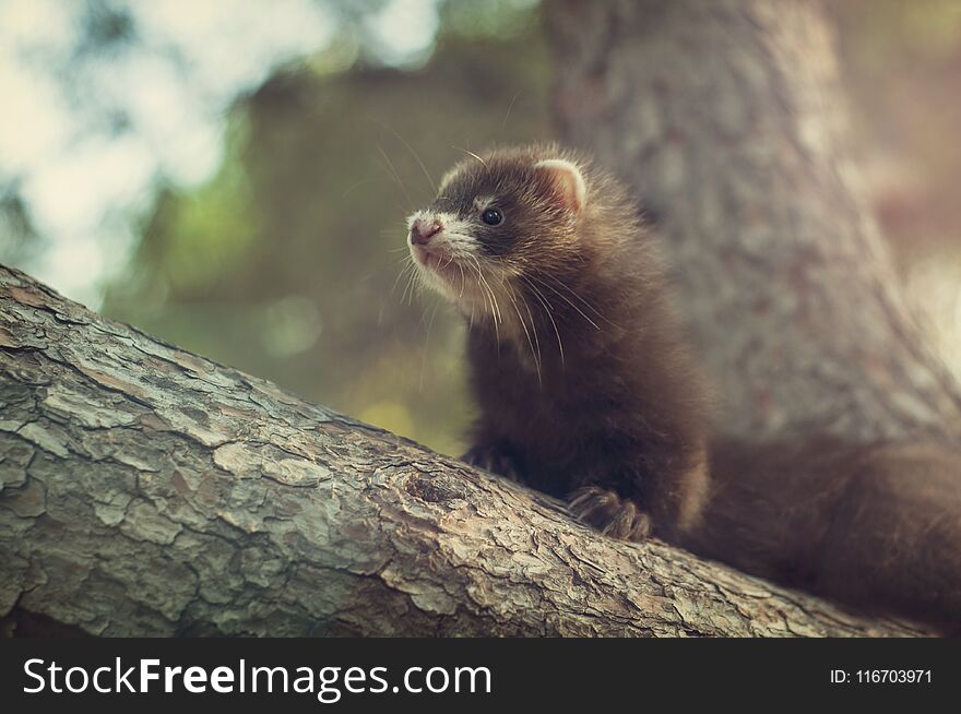 A ferret on the branch of a tree in the park. A ferret on the branch of a tree in the park