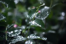 Beautiful Green Leaves In Park With Drops Of Water After Rain. Stock Photography