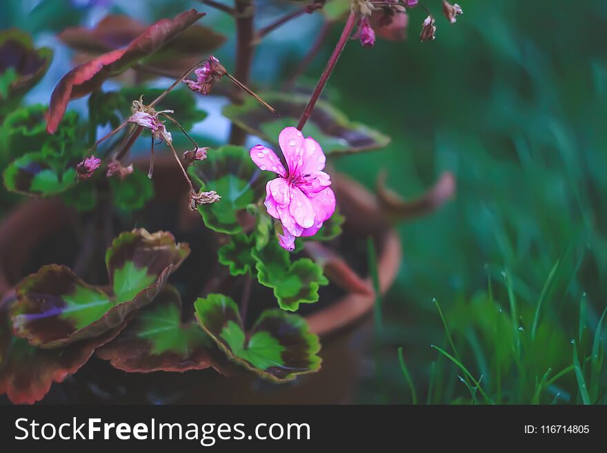 Beautiful garden flowers. Pink heranium.