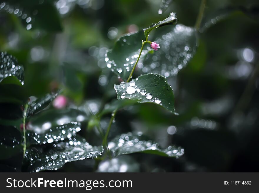 Beautiful Green Leaves In Park With Drops Of Water After Rain.