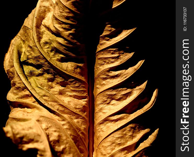 Leaf, Close Up, Plant, Still Life Photography