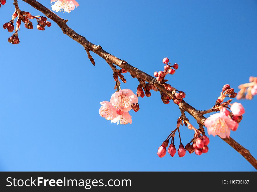 Branch, Sky, Blossom, Spring