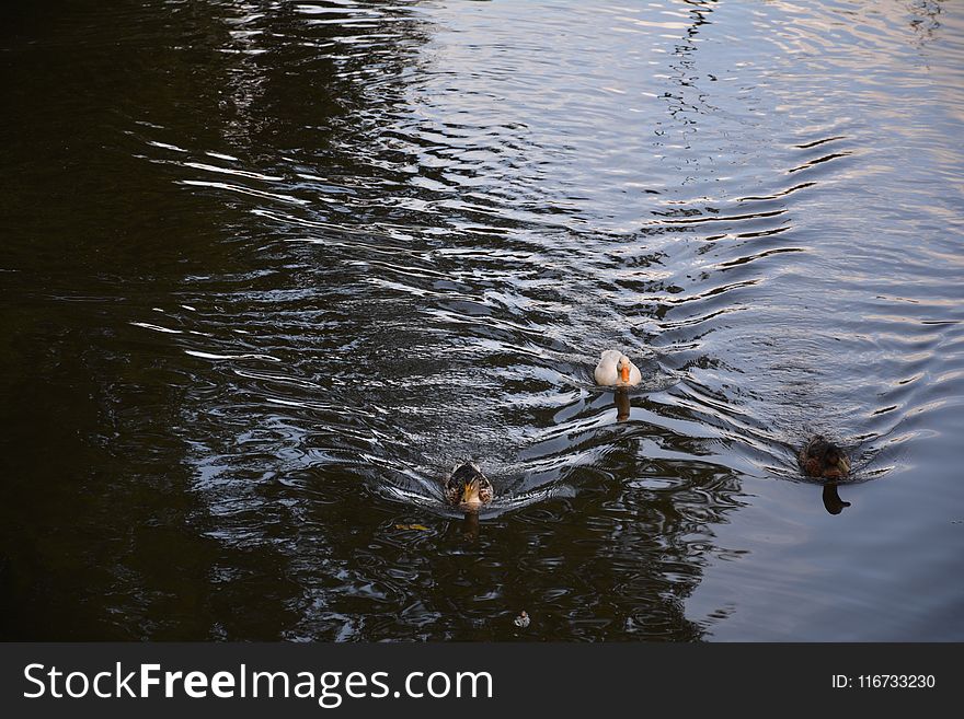 Reflection, Water, Bird, Pond