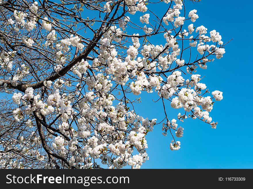 Blue, Blossom, Branch, Sky