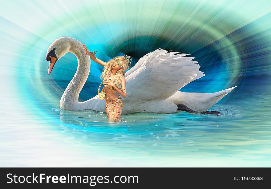 Swan, Water Bird, Ducks Geese And Swans, Beak