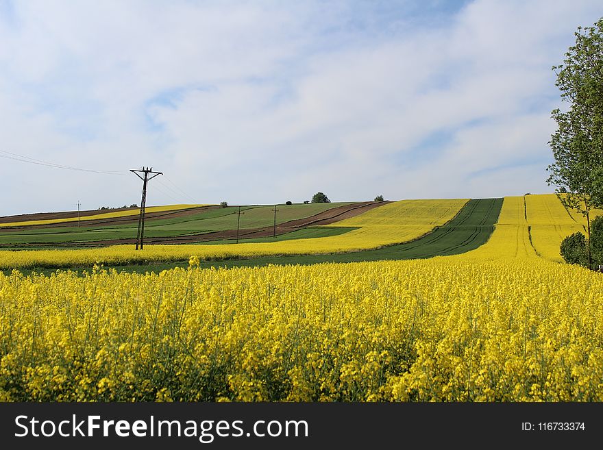 Field, Yellow, Canola, Grassland