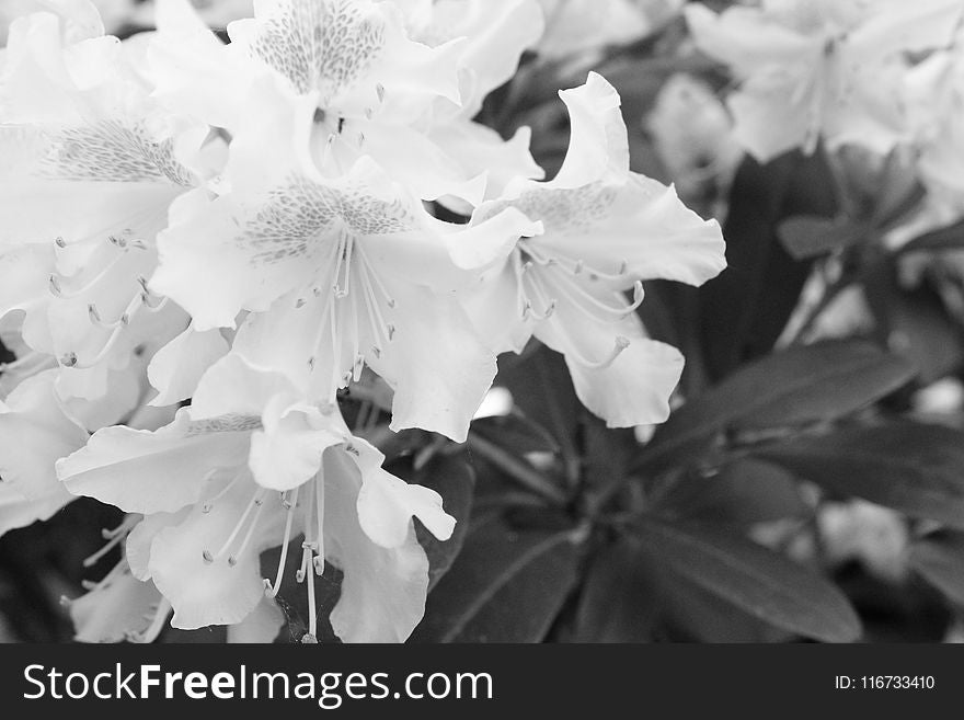 White, Flower, Black And White, Monochrome Photography