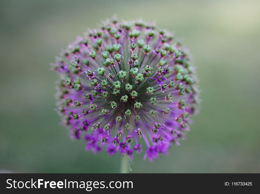 Flower, Purple, Flora, Plant