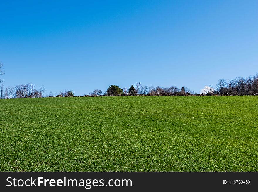 Grassland, Sky, Field, Meadow